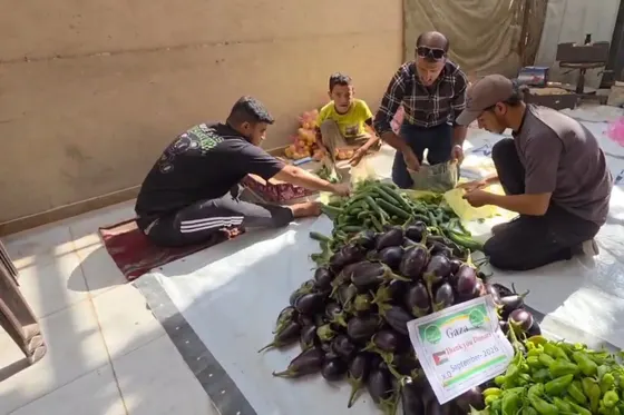 Enfin des légumes pour les familles déplacées dans la région de Khan Younès !