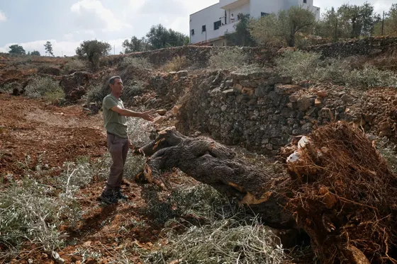 « Ils ont tout déraciné » : Israël rase des oliveraies palestiniennes au bulldozer