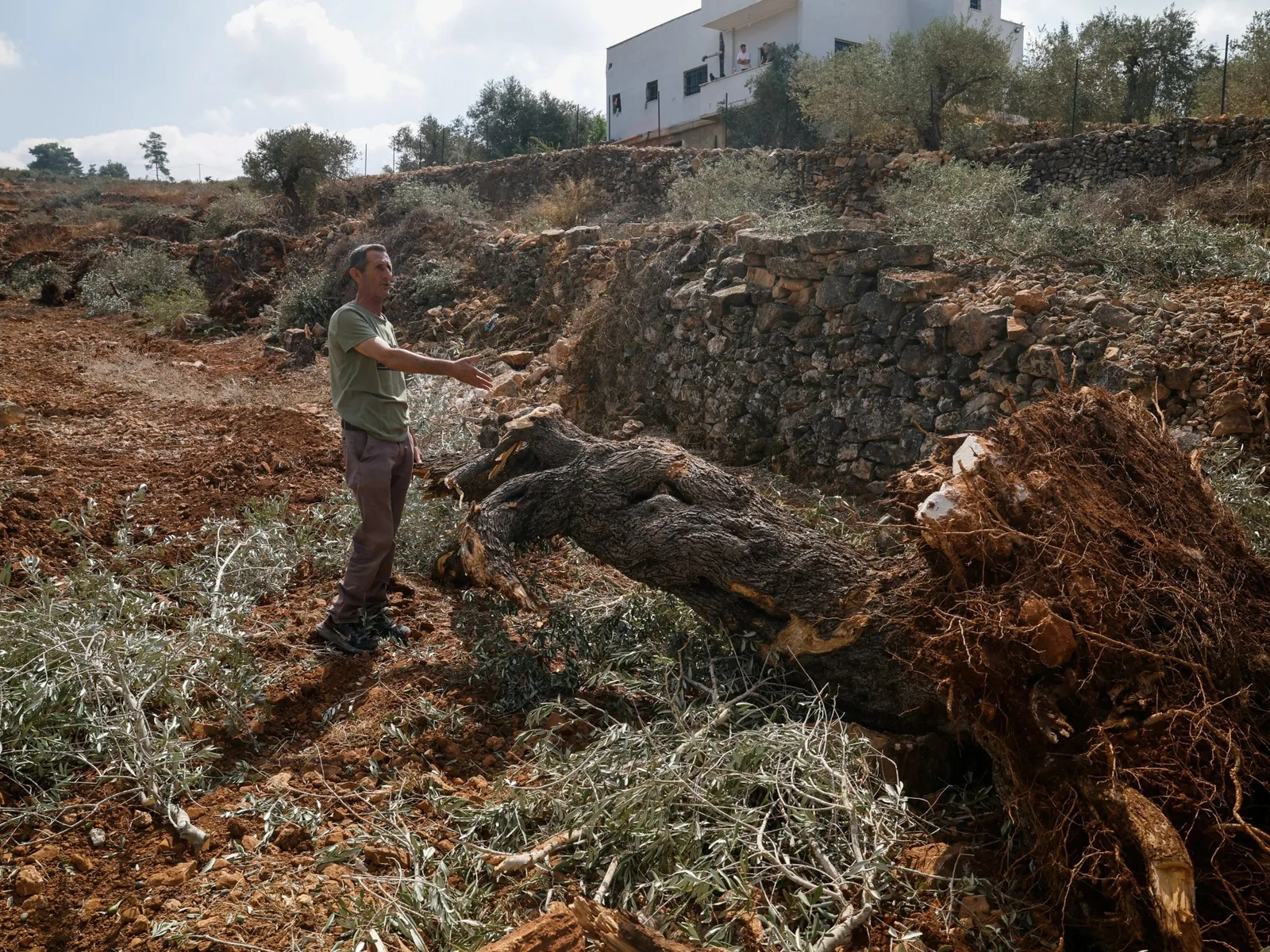 « Ils ont tout déraciné » : Israël rase des oliveraies palestiniennes au bulldozer