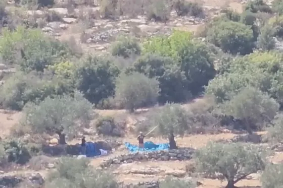 Les colons volent les olives avant même le début de la récolte en Cisjordanie