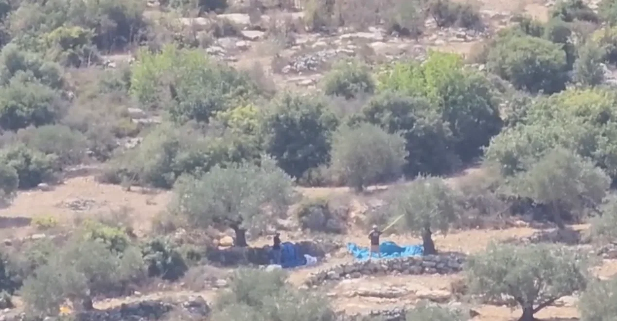 Les colons volent les olives avant même le début de la récolte en Cisjordanie