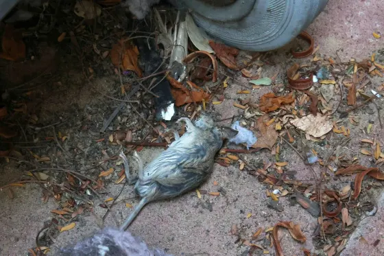Les rats envahissent les kibboutz proches de Gaza
