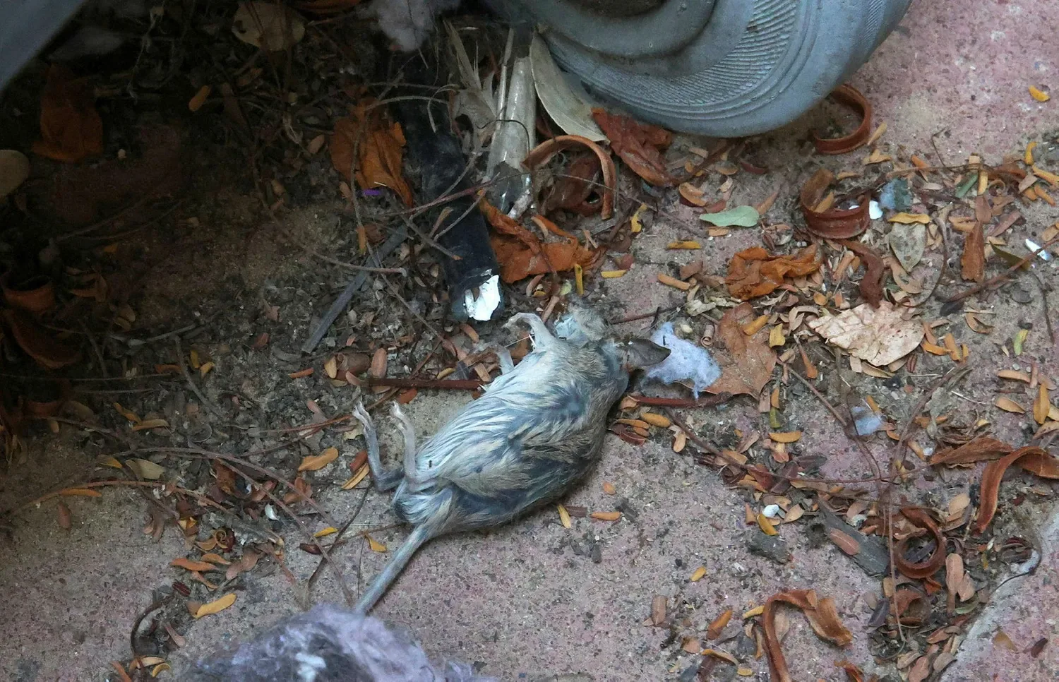 Les rats envahissent les kibboutz proches de Gaza