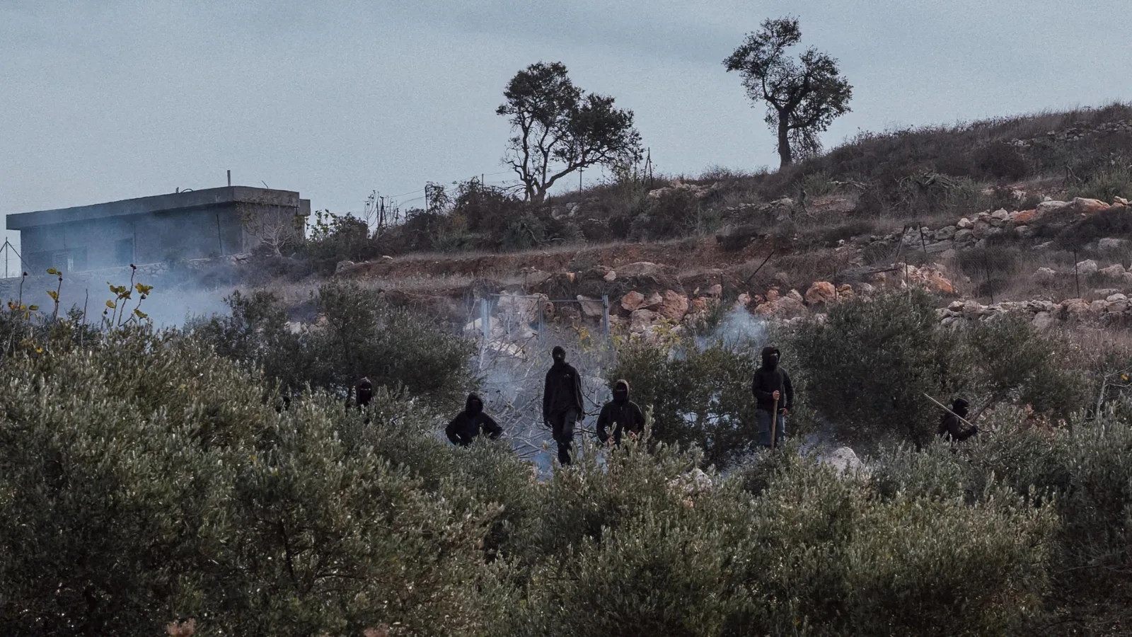 « Chasser les Palestiniens de leurs terres » : en Cisjordanie, les colons sèment la terreur pendant la récolte des olives