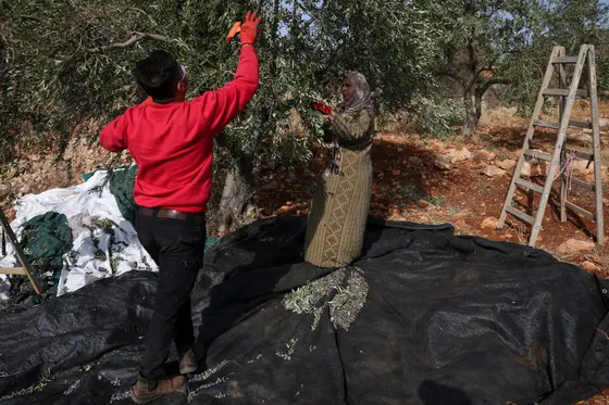 Des attaques de colons israéliens visent la récolte d'olives palestinienne en Cisjordanie