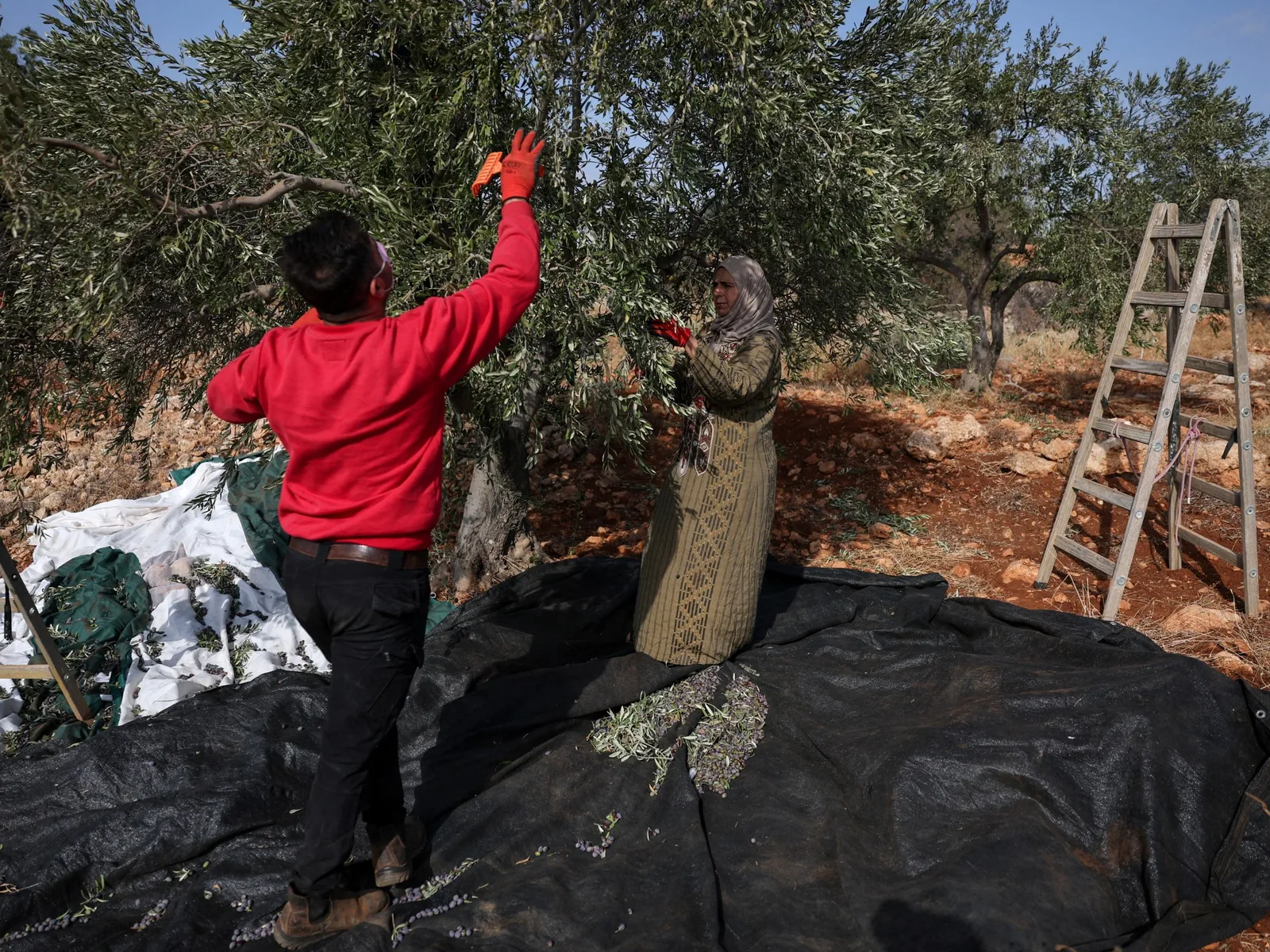 Des attaques de colons israéliens visent la récolte d'olives palestinienne en Cisjordanie
