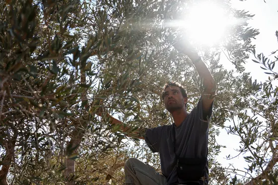 Des colons israéliens s'emparent des olives palestiniennes et de leurs traditions de récolte