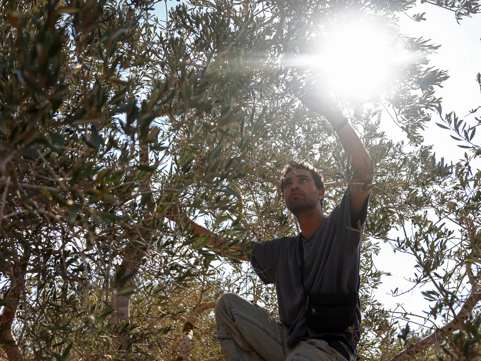 Des colons israéliens s'emparent des olives palestiniennes et de leurs traditions de récolte