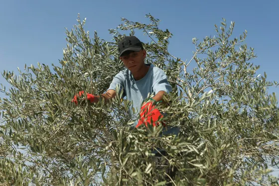 Deux morts près de la zone occupée par Israël dans le sud du Liban