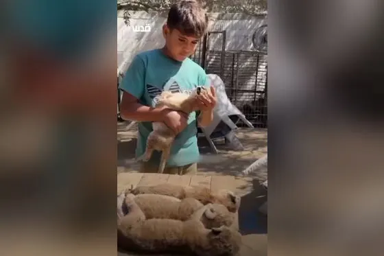 Eh oui, il y avait encore un zoo à Gaza !
