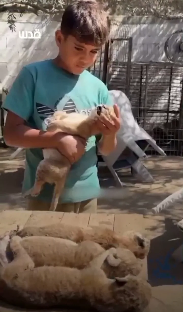 Eh oui, il y avait encore un zoo à Gaza !