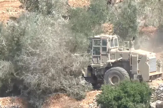 Les colons israéliens ciblent systématiquement la récolte d'olives palestinienne