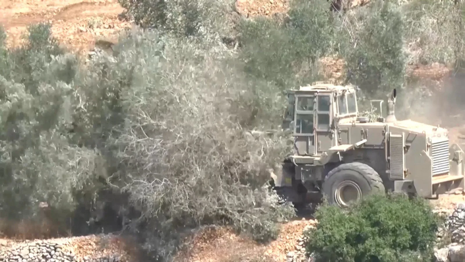 Les colons israéliens ciblent systématiquement la récolte d'olives palestinienne