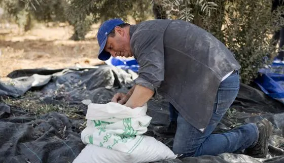 « Not in my name ! » : dans les oliveraies de Cisjordanie occupée, la campagne électorale d’une des figures juives démocrates de New York