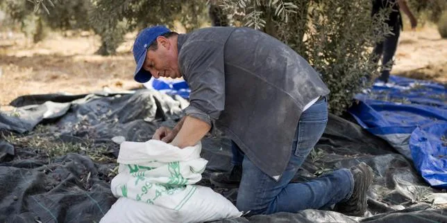 « Not in my name ! » : dans les oliveraies de Cisjordanie occupée, la campagne électorale d’une des figures juives démocrates de New York