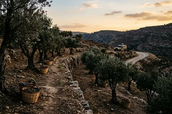 Récolte d'olives en Judée et Samarie : Tsahal détient Brad Lander et une centaine de bénévoles