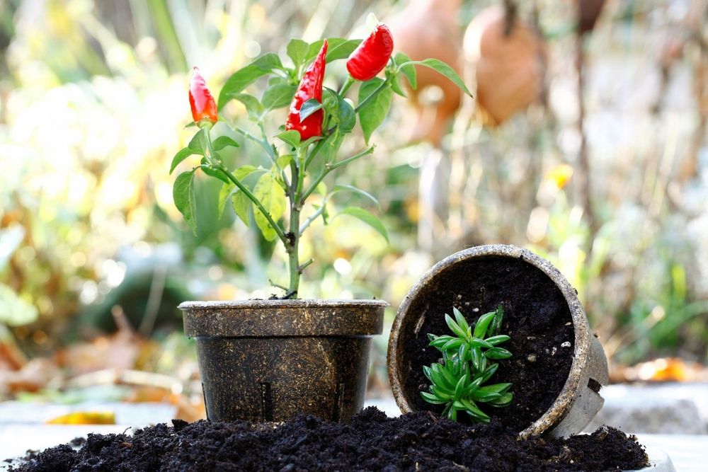 Pot de fleur biodégradable Bioplasmar