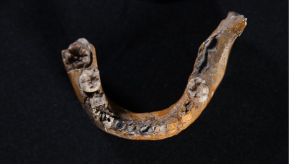 Machoire inférieure du crâne de Skhul 580